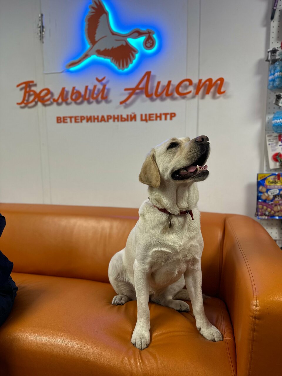 Белый аист