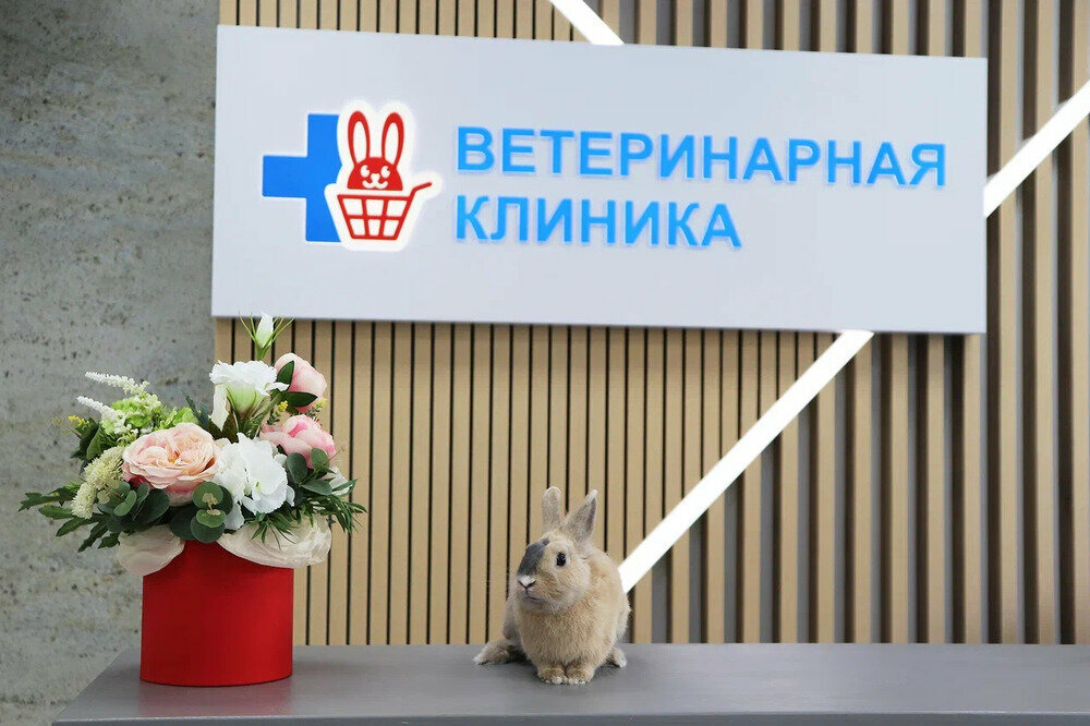 Красный кролик
