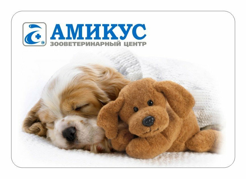 Амикус вет