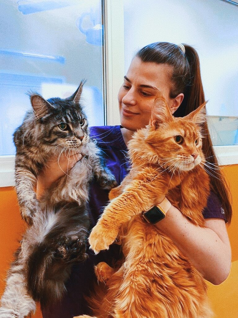 КорВетЦентр