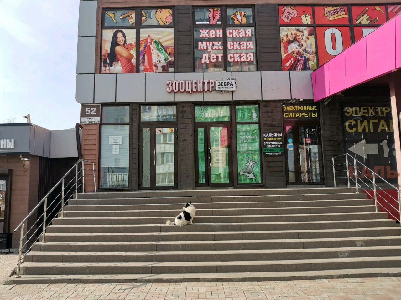 Зебра — фото 2