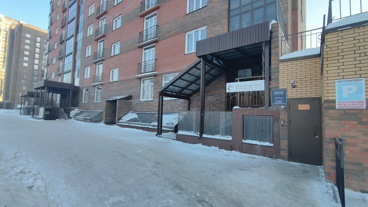 Хвостатый друг